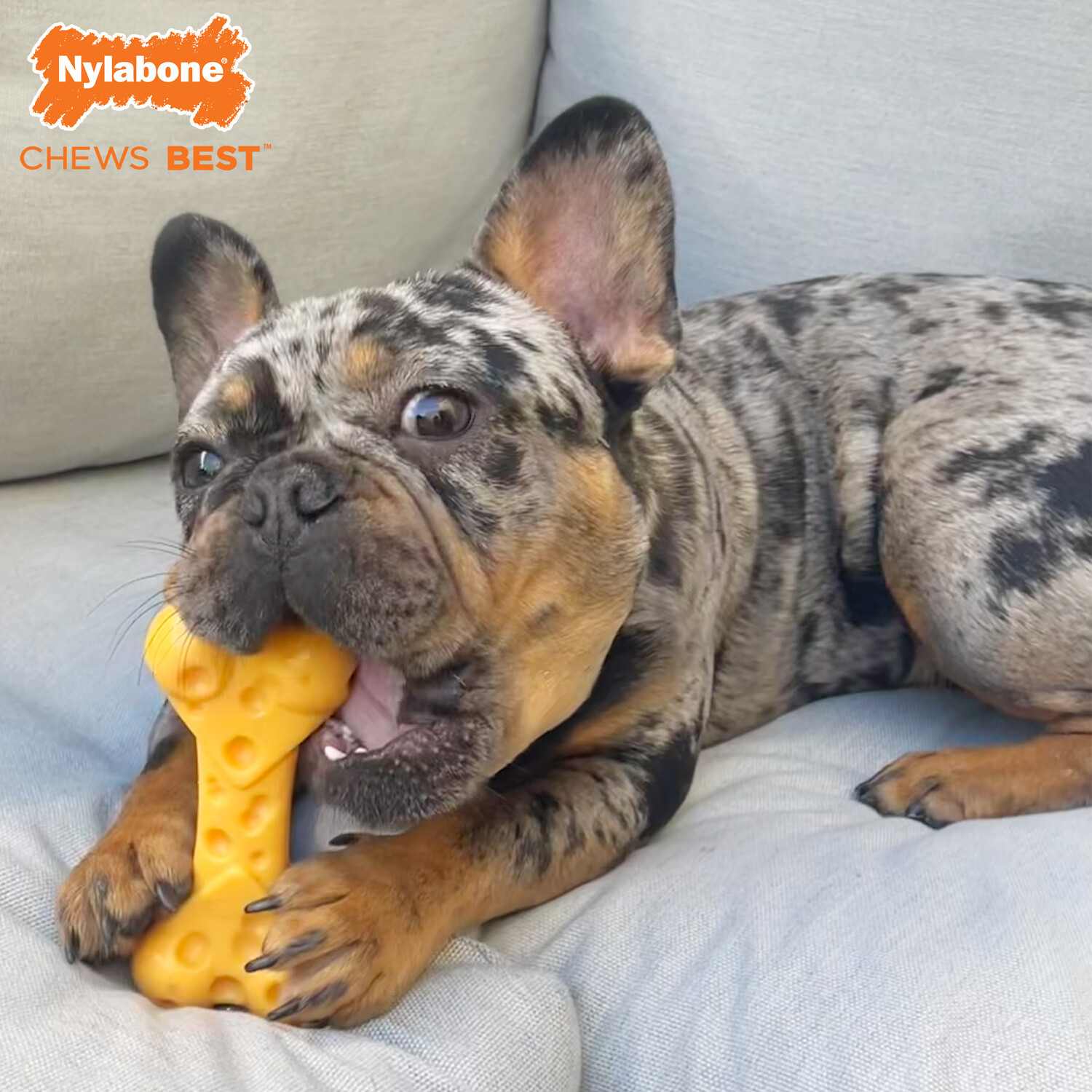 картинка Nylabone Dura Chew Cheese Bone для собак XS Nylabone от магазина Одежда+